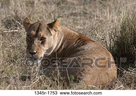 Africa, Kenya, Masai Mara, close up of Lion (Panthera leo) View Large Photo Image Stock Image - Africa, Kenya, Masai Mara, close up of Lion (Panthera leo). Fotosearch