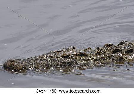 Africa, Kenya, Masai Mara, close up of Nile Crocodile (Crocodilus niloticus) in water View Large Photo Image Stock Image - Africa, Kenya, Masai Mara, close up of Nile Crocodile (Crocodilus niloticus) in water. Fotosearch
