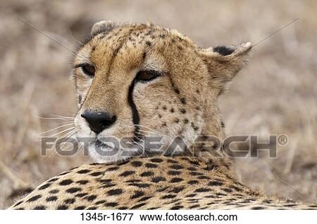 Africa, Kenya, Masai Mara, close up of Cheetah (Acinonyx jubatus) View Large Photo Image Stock Photo - Africa, Kenya, Masai Mara, close up of Cheetah (Acinonyx jubatus). Fotosearch