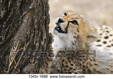 Africa, Kenya, Masai Mara, close up of Cheetah (Acinonyx jubatus) View Large Photo Image Stock Photo - Africa, Kenya, Masai Mara, close up of Cheetah (Acinonyx jubatus). Fotosearch