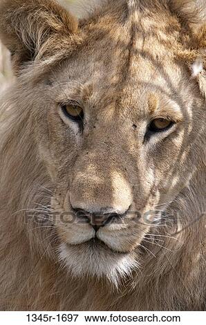 Stock Photo - Africa, Kenya, Masai Mara, close up of Lion's head (Panthera leo). Fotosearch