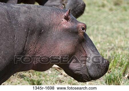 Africa, Kenya, Masai Mara, close up of Hippopotamus (Hippopotamus amphibius) View Large Photo Image Stock Photo - Africa, Kenya, Masai Mara, close up of Hippopotamus (Hippopotamus amphibius). Fotosearch