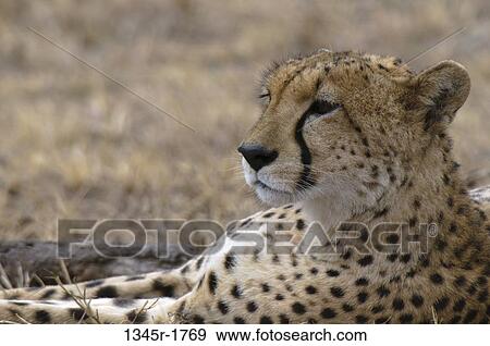 Africa, Kenya, Masai Mara, close up of Cheetah (Acinonyx jubatus) View Large Photo Image Stock Photo - Africa, Kenya, Masai Mara, close up of Cheetah (Acinonyx jubatus). Fotosearch