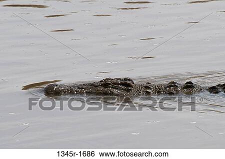 Stock Photograph - Africa, Kenya, Masai Mara, close up of Nile Crocodile (Crocodilus niloticus) in river. Fotosearch