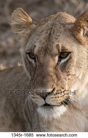 Stock Photography - Africa, Kenya, Masai Mara, close up of Lion (Panthera leo). Fotosearch