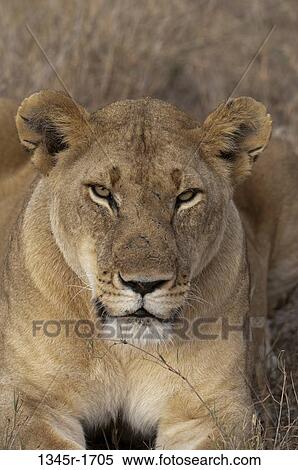 Africa, Kenya, Masai Mara, close up of Lion (Panthera leo) View Large Photo Image Stock Photography - Africa, Kenya, Masai Mara, close up of Lion (Panthera leo). Fotosearch