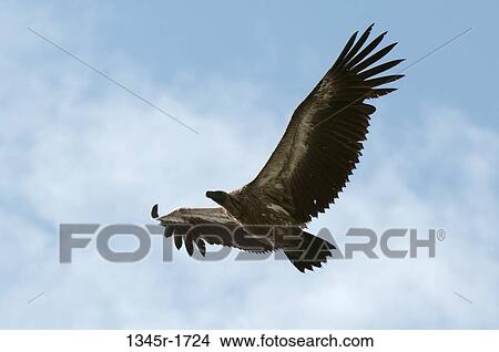 Africa, Kenya, Masai Mara, flying eagle View Large Photo Image Picture - Africa, Kenya, Masai Mara, flying eagle. Fotosearch