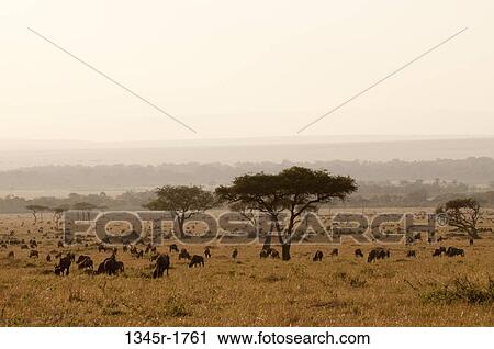 Africa, Kenya, Masai Mara, grazing Wildebeests (Connochaetes taurinus) View Large Photo Image Stock Image - Africa, Kenya, Masai Mara, grazing Wildebeests (Connochaetes taurinus). Fotosearch
