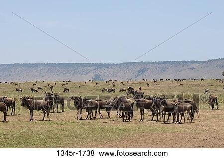 Africa, Kenya, Masai Mara, grazing Wildebeests (Connochaetes taurinus) View Large Photo Image Stock Photo - Africa, Kenya, Masai Mara, grazing Wildebeests (Connochaetes taurinus). Fotosearch