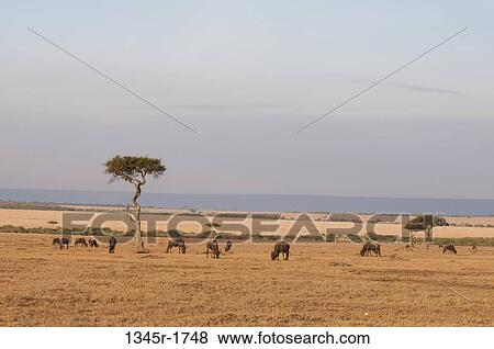 Africa, Kenya, Masai Mara, grazing Wildebeests (Connochaetes taurinus) View Large Photo Image Stock Photo - Africa, Kenya, Masai Mara, grazing Wildebeests (Connochaetes taurinus). Fotosearch