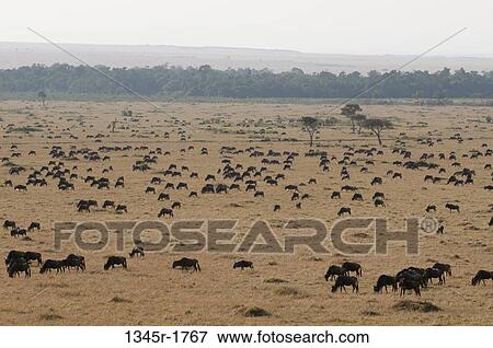 Africa, Kenya, Masai Mara, grazing Wildebeests (Connochaetes taurinus) View Large Photo Image Stock Photo - Africa, Kenya, Masai Mara, grazing Wildebeests (Connochaetes taurinus). Fotosearch