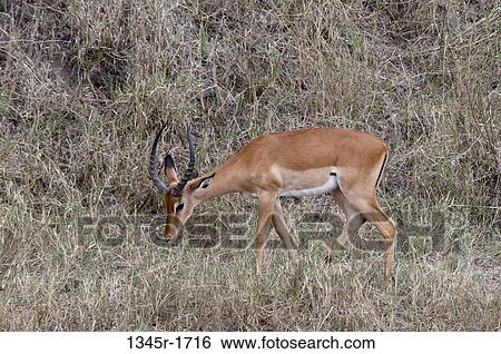 Africa, Kenya, Masai Mara, grazing Impala (Aepyceros melampus) View Large Photo Image Stock Photograph - Africa, Kenya, Masai Mara, grazing Impala (Aepyceros melampus). Fotosearch