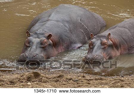 Stock Image - Africa, Kenya, Masai Mara, Hippopotamus (Hippopotamus amphibius) in river. Fotosearch