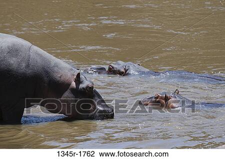 Africa, Kenya, Masai Mara, Hippopotamus (Hippopotamus amphibius) in water View Large Photo Image Stock Image - Africa, Kenya, Masai Mara, Hippopotamus (Hippopotamus amphibius) in water. Fotosearch