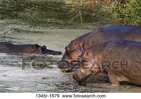 Stock Photo - Africa, Kenya, Masai Mara, Hippopotamus (Hippopotamus amphibius) in river. Fotosearch