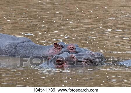 Stock Photo - Africa, Kenya, Masai Mara, Hippopotamus (Hippopotamus amphibius) in river. Fotosearch