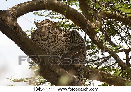 Africa, Kenya, Masai Mara, Leopard (Panthera pardus) hiding on tree branch View Large Photo Image Stock Image - Africa, Kenya, Masai Mara, Leopard (Panthera pardus) hiding on tree branch. Fotosearch