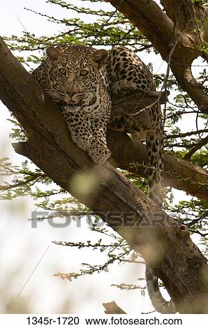 Africa, Kenya, Masai Mara, Leopard (Panthera pardus) hiding on tree branch View Large Photo Image Stock Image - Africa, Kenya, Masai Mara, Leopard (Panthera pardus) hiding on tree branch. Fotosearch