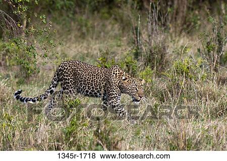 Africa, Kenya, Masai Mara, Leopard (Panthera pardus) in bush View Large Photo Image Stock Photo - Africa, Kenya, Masai Mara, Leopard (Panthera pardus) in bush. Fotosearch