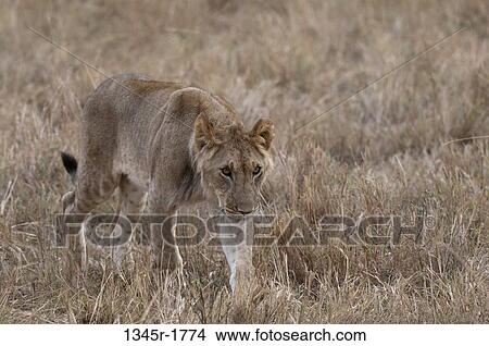 Africa, Kenya, Masai Mara, Lion (Panthera leo) View Large Photo Image Picture - Africa, Kenya, Masai Mara, Lion (Panthera leo). Fotosearch