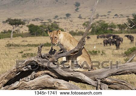 Africa, Kenya, Masai Mara, Lion (Panthera leo) on log View Large Photo Image Stock Image - Africa, Kenya, Masai Mara, Lion (Panthera leo) on log. Fotosearch