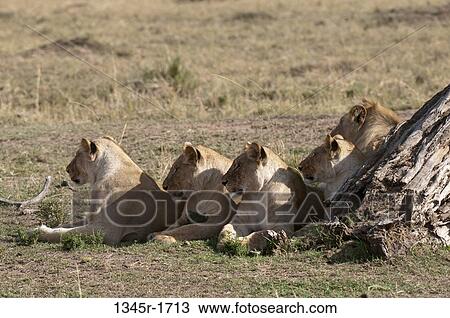 Africa, Kenya, Masai Mara, Lions (Panthera leo) lying in savannah View Large Photo Image Stock Image - Africa, Kenya, Masai Mara, Lions (Panthera leo) lying in savannah. Fotosearch