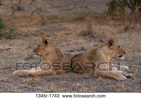 Africa, Kenya, Masai Mara, Lions (Panthera leo) View Large Photo Image Stock Image - Africa, Kenya, Masai Mara, Lions (Panthera leo). Fotosearch