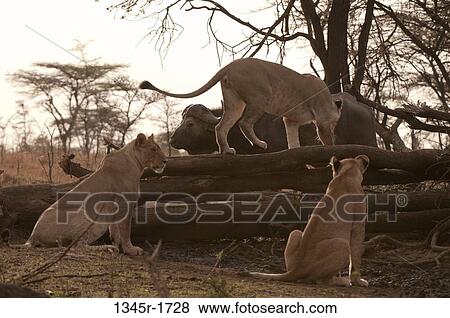 Africa, Kenya, Masai Mara, Lions (Panthera leo) and African Buffalo (Syncerus caffer) View Large Photo Image Stock Photo - Africa, Kenya, Masai Mara, Lions (Panthera leo) and African Buffalo (Syncerus caffer). Fotosearch