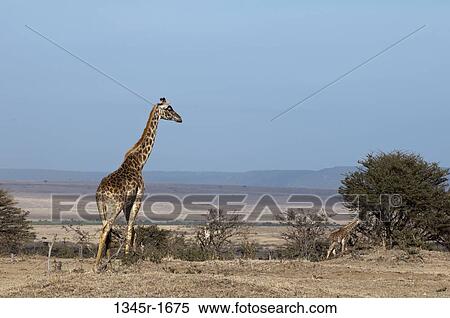 Africa, Kenya, Masai Mara, Masai Giraffes (Giraffa camelopardalis) in savannah View Large Photo Image Stock Photography - Africa, Kenya, Masai Mara, Masai Giraffes (Giraffa camelopardalis) in savannah. Fotosearch