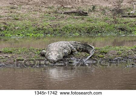 Africa, Kenya, Masai Mara, Nile Crocodile (Crocodilus niloticus) View Large Photo Image Stock Image - Africa, Kenya, Masai Mara, Nile Crocodile (Crocodilus niloticus). Fotosearch