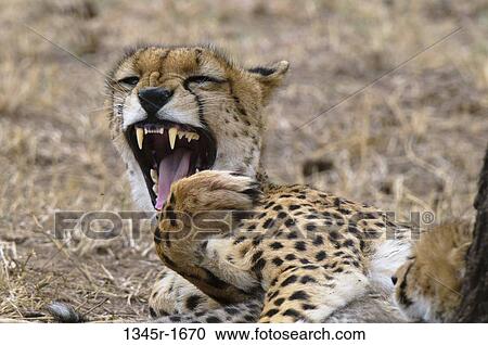 Africa, Kenya, Masai Mara, roaring Cheetah (Acinonyx jubatus) View Large Photo Image Stock Image - Africa, Kenya, Masai Mara, roaring Cheetah (Acinonyx jubatus). Fotosearch