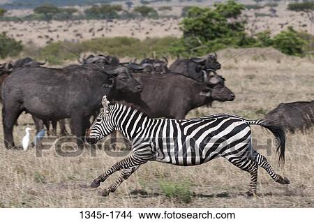 Africa, Kenya, Masai Mara, running Zebra (Equus quagga) View Large Photo Image Picture - Africa, Kenya, Masai Mara, running Zebra (Equus quagga). Fotosearch