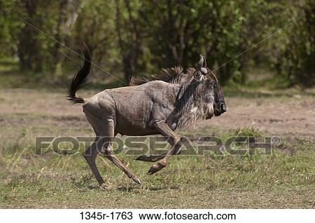 Africa, Kenya, Masai Mara, running Wildebeest (Connochaetes taurinus) View Large Photo Image Stock Image - Africa, Kenya, Masai Mara, running Wildebeest (Connochaetes taurinus). Fotosearch