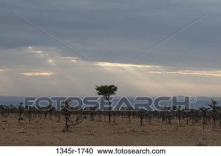 Africa, Kenya, Masai Mara, savannah landscape View Large Photo Image Stock Image - Africa, Kenya, Masai Mara, savannah landscape. Fotosearch