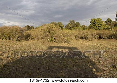 Africa, Kenya, Masai Mara, shadow of car on grass View Large Photo Image Stock Image - Africa, Kenya, Masai Mara, shadow of car on grass. Fotosearch
