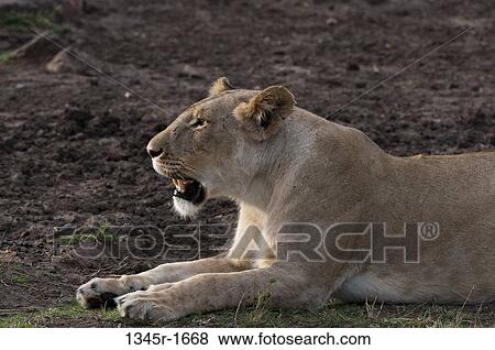 Stock Photo - Africa, Kenya, Masai Mara, side view of lying Lion (Panthera leo), Masai Mara, Kenya.. Fotosearch