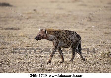 Africa, Kenya, Masai Mara, Spotted Hyaena (Crocuta crocuta) View Large Photo Image Stock Photo - Africa, Kenya, Masai Mara, Spotted Hyaena (Crocuta crocuta). Fotosearch