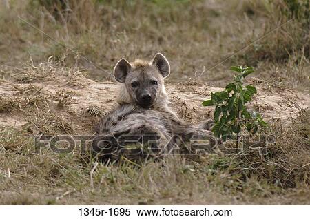 Africa, Kenya, Masai Mara, Spotted Hyaena (Crocuta crocuta) in grass View Large Photo Image Stock Photography - Africa, Kenya, Masai Mara, Spotted Hyaena (Crocuta crocuta) in grass. Fotosearch