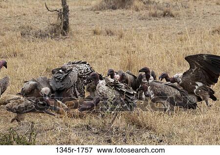 Africa, Kenya, Masai Mara, Vultures eating Topi (Damaliscus lunatus) View Large Photo Image Stock Photo - Africa, Kenya, Masai Mara, Vultures eating Topi (Damaliscus lunatus). Fotosearch