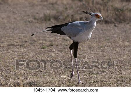Picture - Africa, Kenya, Masai Mara, walking bird. Fotosearch