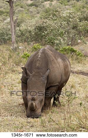 Africa, Kenya, Masai Mara, White Rhinoceros (Cerototherium simium) View Large Photo Image Stock Image - Africa, Kenya, Masai Mara, White Rhinoceros (Cerototherium simium). Fotosearch