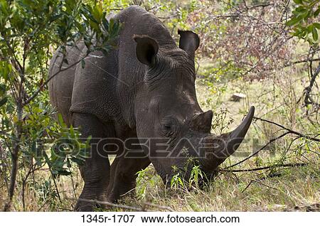 Africa, Kenya, Masai Mara, White Rhinoceros (Cerototherium simium) View Large Photo Image Stock Photo - Africa, Kenya, Masai Mara, White Rhinoceros (Cerototherium simium). Fotosearch