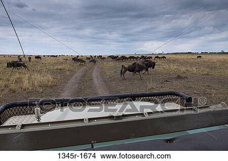 Africa, Kenya, Masai Mara, Wildebeests (Connochaetes taurinus) in savannah View Large Photo Image Picture - Africa, Kenya, Masai Mara, Wildebeests (Connochaetes taurinus) in savannah. Fotosearch