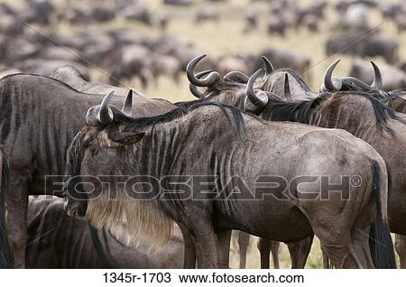 Africa, Kenya, Masai Mara, Wildebeests (Connochaetes taurinus) View Large Photo Image Stock Image - Africa, Kenya, Masai Mara, Wildebeests (Connochaetes taurinus). Fotosearch