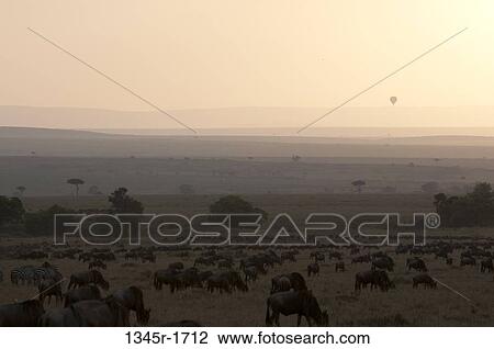 Africa, Kenya, Masai Mara, Wildebeests (Connochaetes taurinus) in savannah at dusk View Large Photo Image Stock Image - Africa, Kenya, Masai Mara, Wildebeests (Connochaetes taurinus) in savannah at dusk. Fotosearch