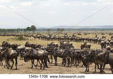 Stock Photo - Africa, Kenya, Masai Mara, Wildebeests (Connochaetes taurinus) in savannah. Fotosearch