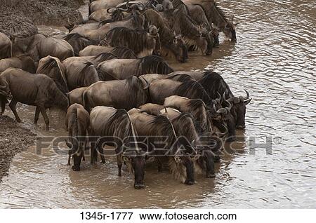Africa, Kenya, Masai Mara, Wildebeests (Connochaetes taurinus) drinking in river View Large Photo Image Stock Photo - Africa, Kenya, Masai Mara, Wildebeests (Connochaetes taurinus) drinking in river. Fotosearch
