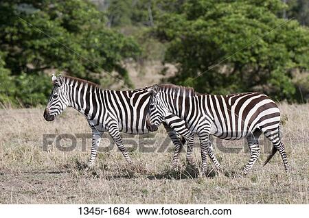 Africa, Kenya, Masai Mara, Zebras (Equus quagga) View Large Photo Image Picture - Africa, Kenya, Masai Mara, Zebras (Equus quagga). Fotosearch