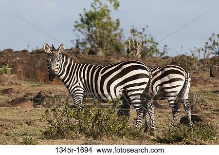 Africa, Kenya, Masai Mara, Zebras (Equus quagga) View Large Photo Image Picture - Africa, Kenya, Masai Mara, Zebras (Equus quagga). Fotosearch