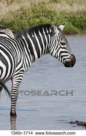 Africa, Kenya, Masai Mara, Zebras (Equus quagga) standing in river View Large Photo Image Picture - Africa, Kenya, Masai Mara, Zebras (Equus quagga) standing in river. Fotosearch